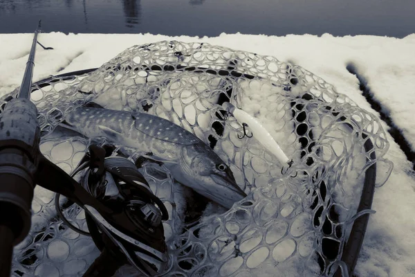 Gäddfiske Sjön Fritidsfiske — Stockfoto