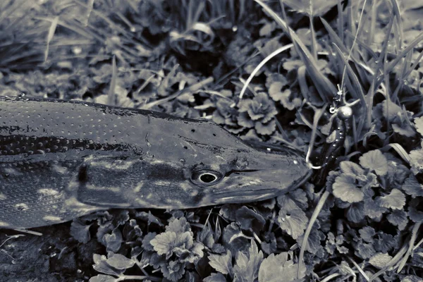 Pêche Sport Loisirs Fond — Photo