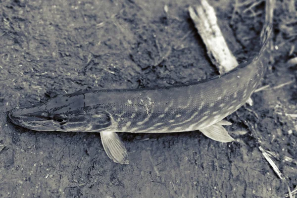 Pesca Esporte Recreação Fundo — Fotografia de Stock