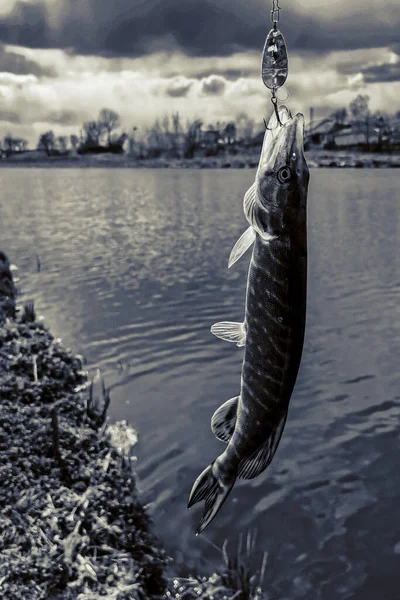 Pesca Descanso Rural Antecedentes Sobre Tema Recreação — Fotografia de Stock