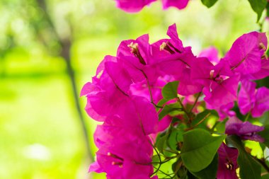 Güzel çiçekler arka plan dokusunu kapatır