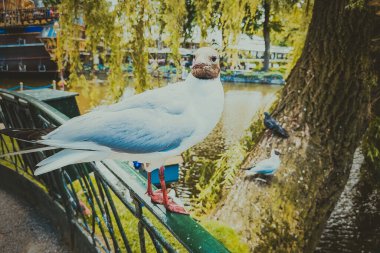 Kopenhag 'ın sokakları ve eğlence yerleri, Kopenhag gezisi.