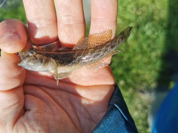 Angeln Auf Dem See Hintergrund Der Fischerei — Stockfoto