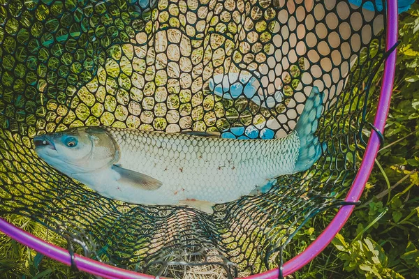 Pesca Lago Natura Ricreazione Sfondo — Foto Stock