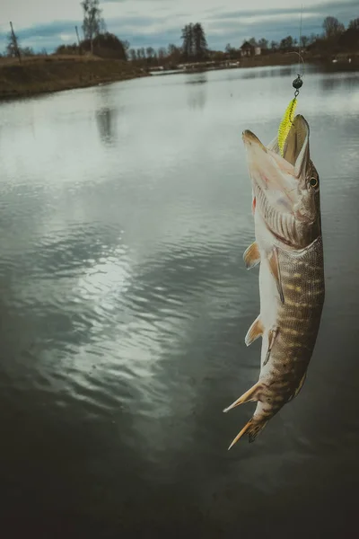 Pesca Lúcio Lago — Fotografia de Stock