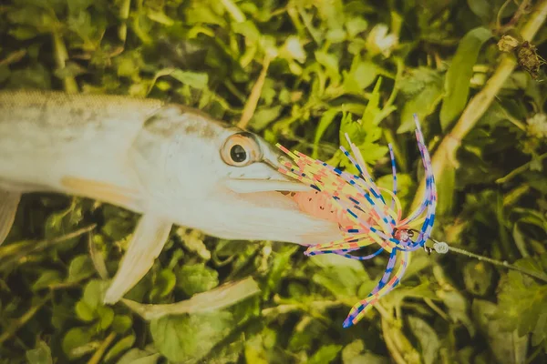 Pesca Lago Natureza Recreação Fundo — Fotografia de Stock