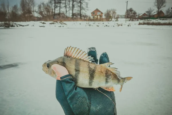 Pesca Fundo Gelo — Fotografia de Stock