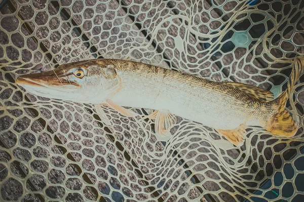 Pesca Descanso Rural Antecedentes Sobre Tema Recreação — Fotografia de Stock