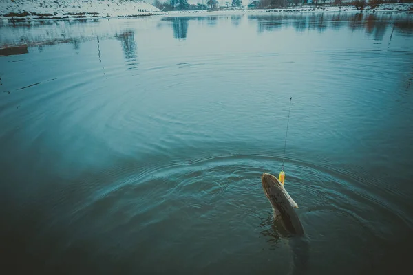 Small Fish Hanging on a Fishing Line on the Background of Blue