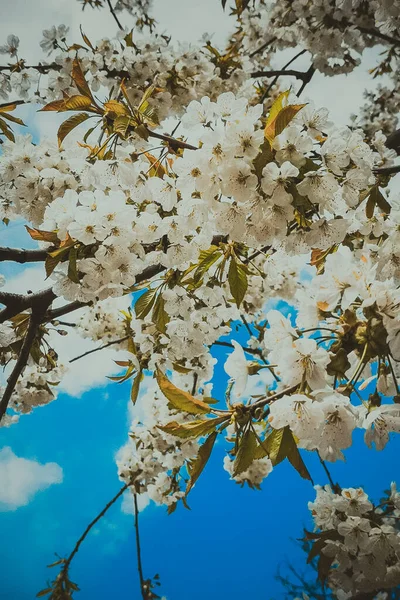 Hermosa Floración Flores Primavera Fondo — Foto de Stock