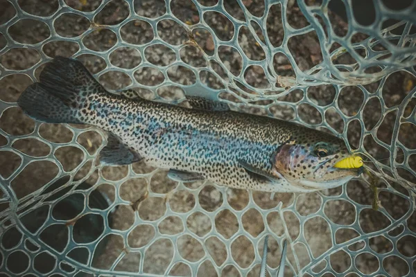 Pesca Alla Trota Sul Lago — Foto Stock