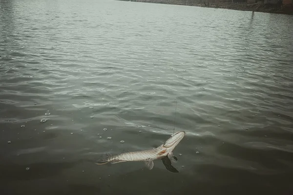 Pêche Brochet Sur Lac — Photo