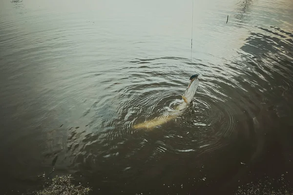 Pesca Lúcio Lago Recreação Pesca — Fotografia de Stock