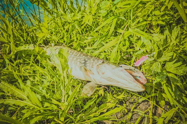 Pêche Repos Rural Contexte Sur Thème Des Loisirs — Photo