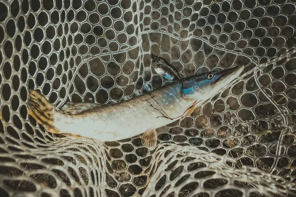 Pesca Lúcio Lago — Fotografia de Stock