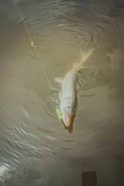 Pesca Lago Natura Ricreazione Sfondo — Foto Stock