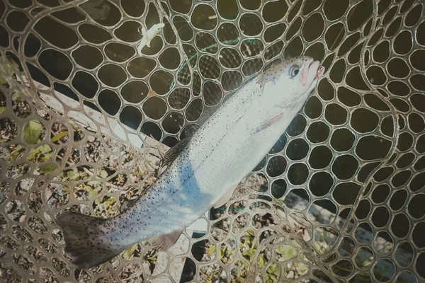 Trout Fishing Lake Fishing Recreation — Stock Photo, Image