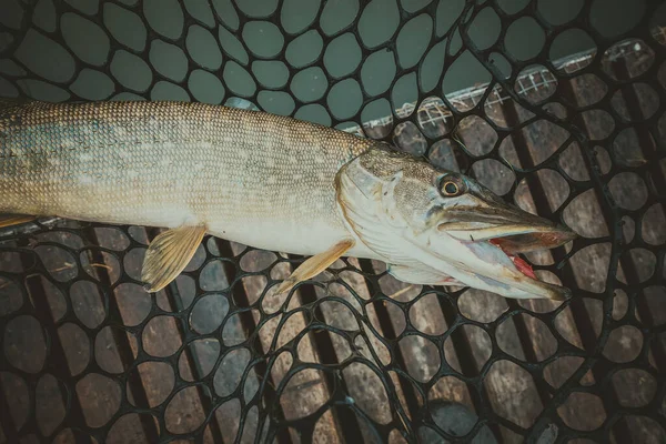 Pesca Lúcio Lago — Fotografia de Stock