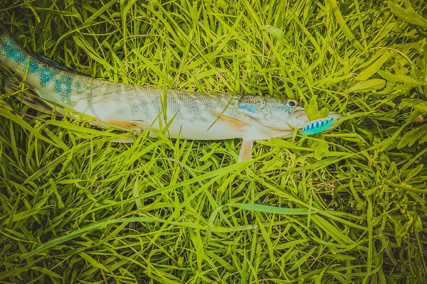 Pesca Descanso Rural Antecedentes Sobre Tema Recreação — Fotografia de Stock