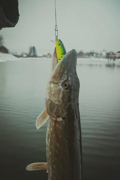 Pesca Lúcio Lago Recreação Pesca — Fotografia de Stock