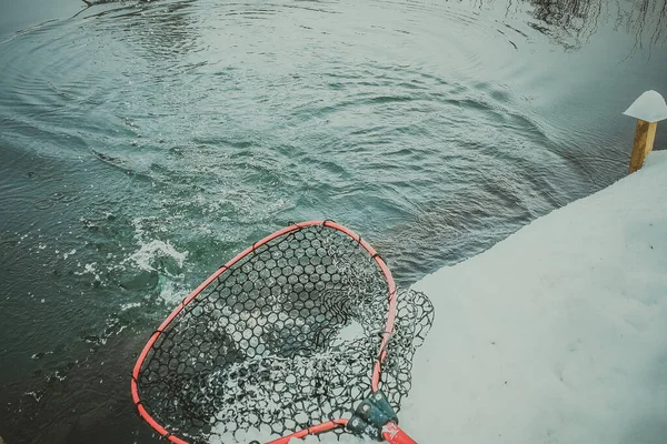 Trota Lago Pesca Sfondo — Foto Stock