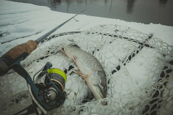 Pike Horgászik Tavon Halászati Szabadidő — Stock Fotó