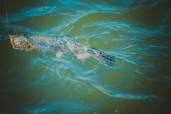 Pêche Truite Sur Lac — Photo