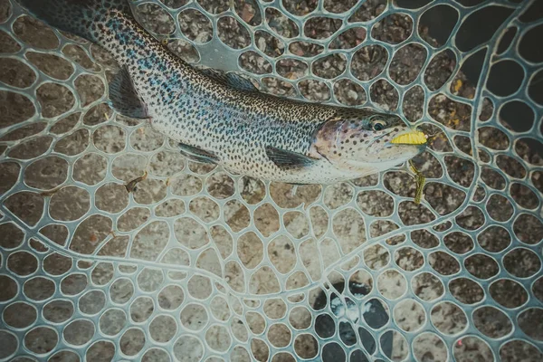 湖でのマス釣り — ストック写真