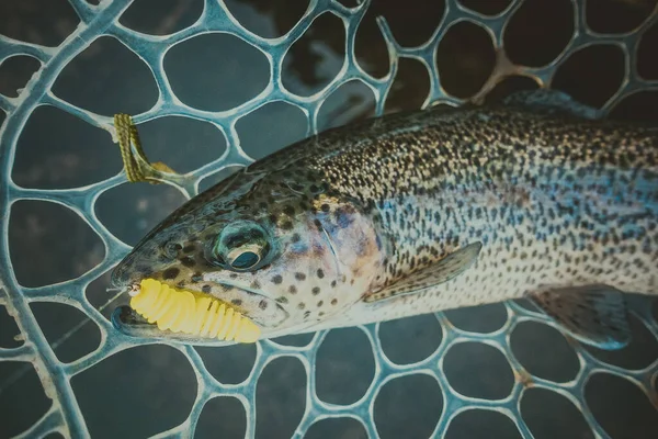 Forel Vissen Het Meer — Stockfoto