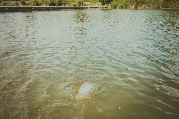 호수에서 송어잡기 고기잡이 — 스톡 사진