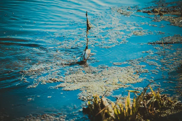 Pesca Lúcio Lago Recreação Pesca — Fotografia de Stock