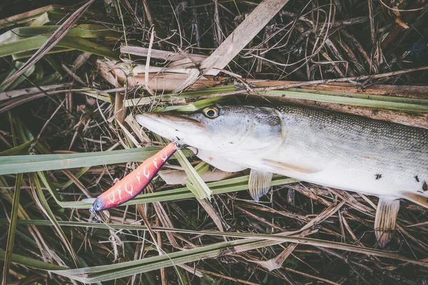 Pike fishing on the lake, sport fishing and outdoor activities