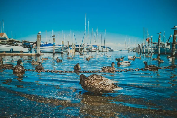 Dänemark Kopenhagen Und Das Meer — Stockfoto