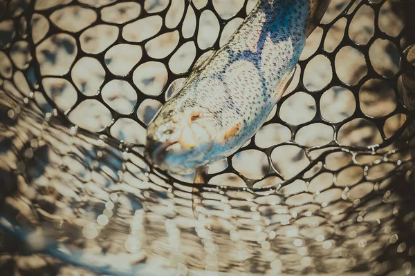 Rybaření Pstruhů Jezeře — Stock fotografie