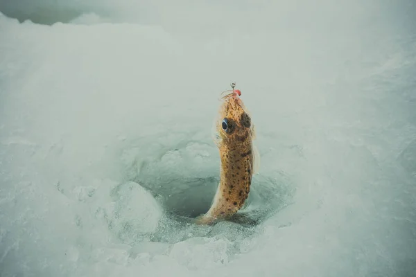 Invierno Hielo Pesca Fondo — Foto de Stock