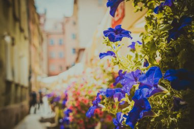 Eski Polonya şehrinin mimarisi. Pençe