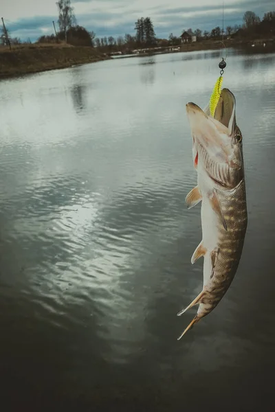 Pesca Lúcio Lago — Fotografia de Stock