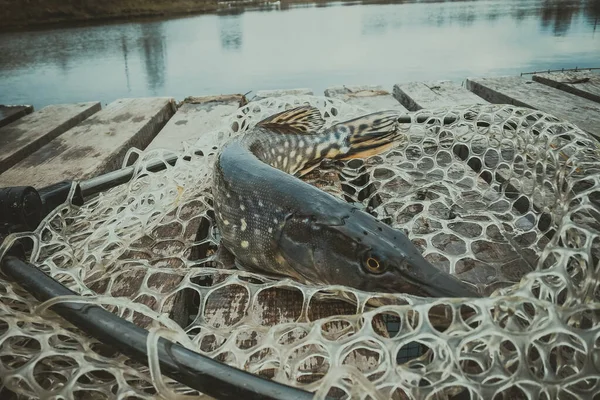 Pesca Lúcio Lago — Fotografia de Stock