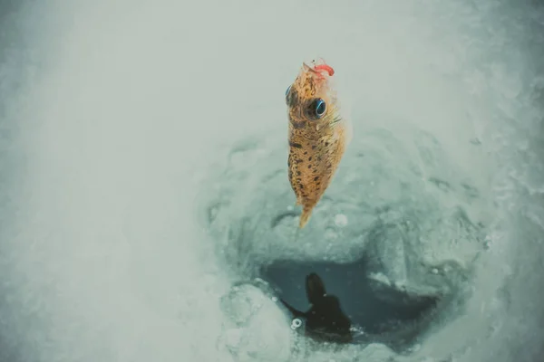 Vinterisfiske Bakgrund — Stockfoto