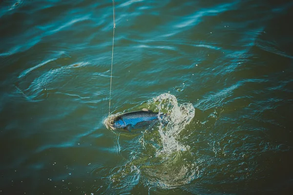 Pesca Truchas Lago — Foto de Stock
