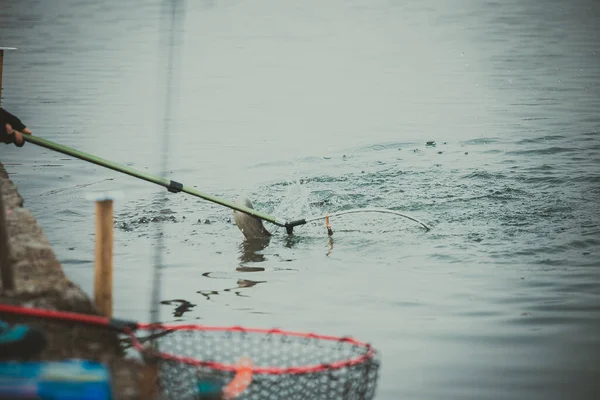 Pesca Truta Lago — Fotografia de Stock