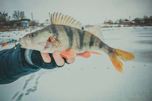 Pike Fishing Lake — Stock Photo, Image