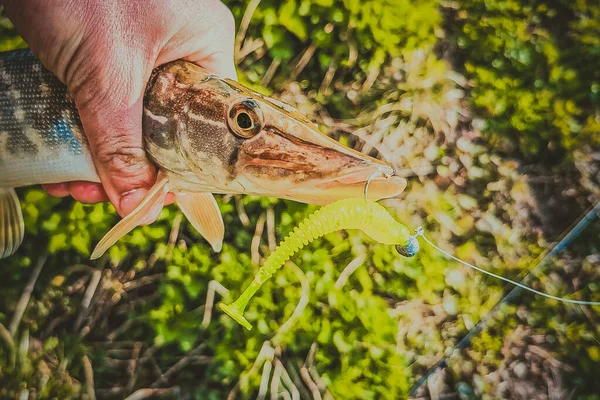 Pesca Riposo Campagna Contesto Sul Tema Della Ricreazione — Foto Stock