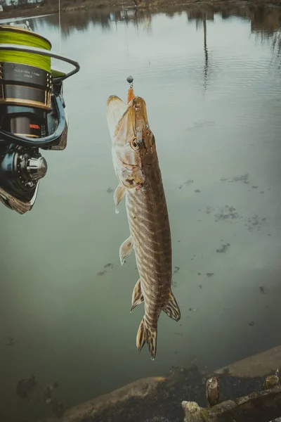 Pesca Del Luccio Sul Lago — Foto Stock