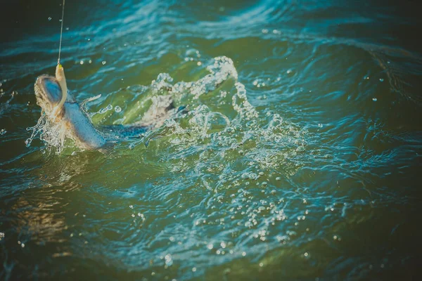 Forellenangeln Auf Dem See — Stockfoto