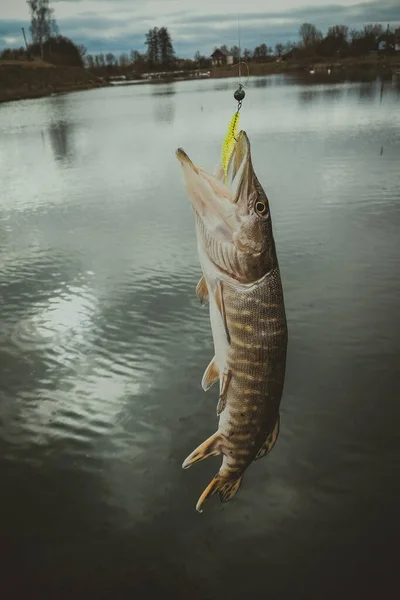 Pesca Lucio Lago —  Fotos de Stock