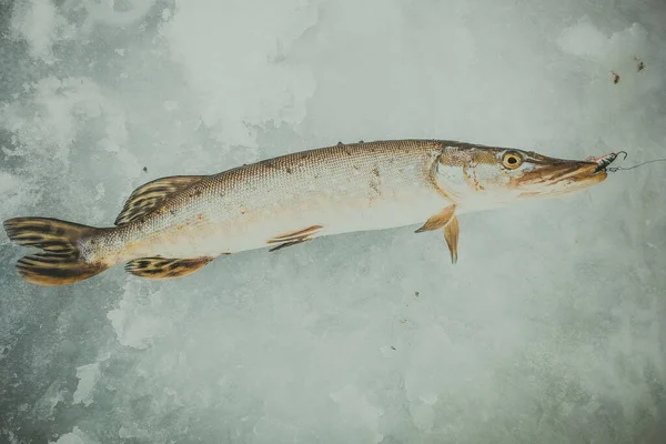 Pesca Fundo Gelo — Fotografia de Stock