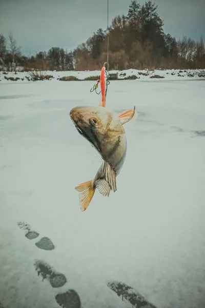 Pesca Sobre Fondo Hielo — Foto de Stock