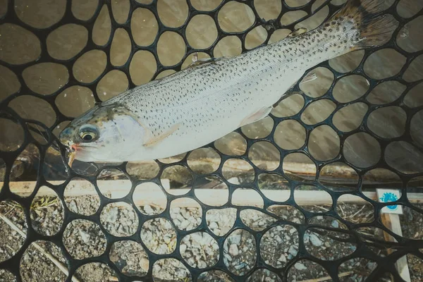 Pesca Esporte Recreação Fundo — Fotografia de Stock