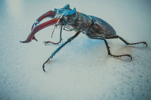 白い背景にサイの甲虫 — ストック写真